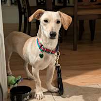 Thumbnail photo of Coquito #4