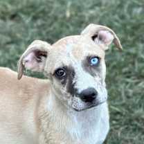 Thumbnail photo of Hera #1