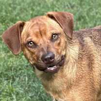 Thumbnail photo of Trixie #1