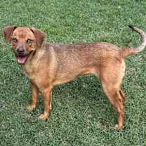 Thumbnail photo of Trixie #2