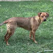 Thumbnail photo of Trixie #4