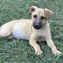 Thumbnail photo of Athena #2