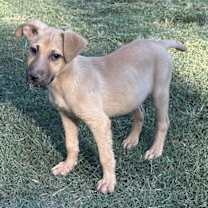 Thumbnail photo of Athena #3