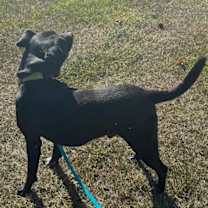 Thumbnail photo of Buddy #2