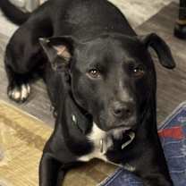 Thumbnail photo of Buddy #3