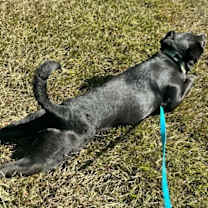 Thumbnail photo of Buddy #4