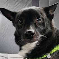 Thumbnail photo of REX #2