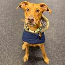 Thumbnail photo of Cinnamon Sugar #1