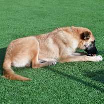 Thumbnail photo of Dale #2