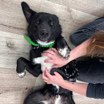 Thumbnail photo of Mahomes #2