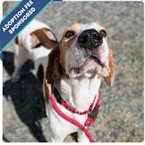 Thumbnail photo of Bombadil #1