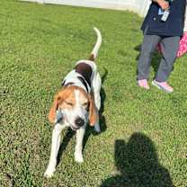 Thumbnail photo of Bombadil #2