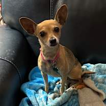 Thumbnail photo of Chloe #1