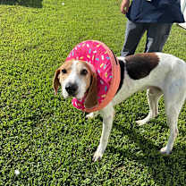 Thumbnail photo of Bombadil #3