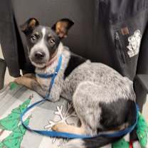 Thumbnail photo of Tia/Tilly #3