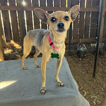 Thumbnail photo of Chloe #4