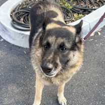 Thumbnail photo of Juju #2