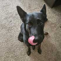 Thumbnail photo of Zeus - 6 Week Training Grad #1