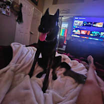 Thumbnail photo of Zeus - 6 Week Training Grad #3