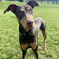 Thumbnail photo of Gypsy Sue #4