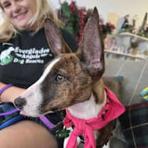 Thumbnail photo of Milo #2