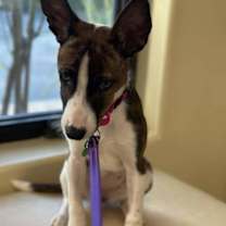 Thumbnail photo of Milo #3