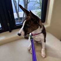 Thumbnail photo of Milo #4