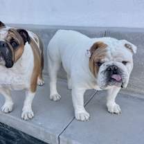 Thumbnail photo of Chunk & Pudge #1