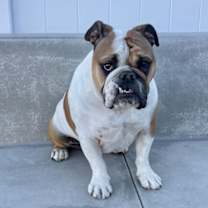 Thumbnail photo of Chunk & Pudge #2