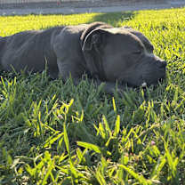 Thumbnail photo of Deuce #3