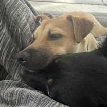 Thumbnail photo of Ranger #5 #3