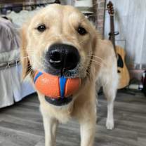 Thumbnail photo of Buddy #1