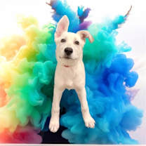 Thumbnail photo of Mary Sanderson (biscuit) #1