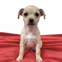 Thumbnail photo of Rudolph #1