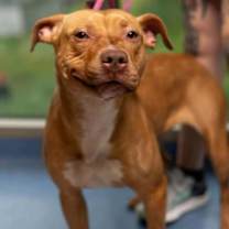 Thumbnail photo of Rosetta #2