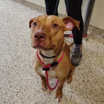 Thumbnail photo of Rosetta #3