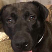 Thumbnail photo of COLE - BIG Lab/Hound So SWEET - #2