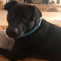 Thumbnail photo of COLE - BIG Lab/Hound So SWEET - #3