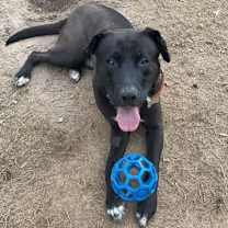 Thumbnail photo of COLE - BIG Lab/Hound So SWEET - #4