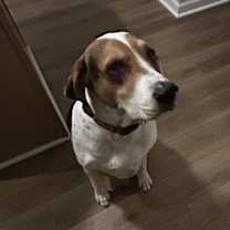 Thumbnail photo of Scout #2