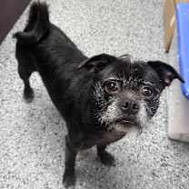 Thumbnail photo of Bao (Gretchen) 28235 #1