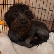 Thumbnail photo of Milo  #1