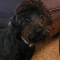 Thumbnail photo of Milo  #2