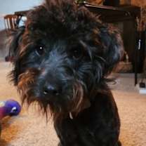 Thumbnail photo of Milo  #3