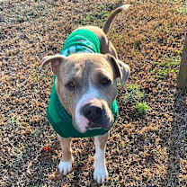 Thumbnail photo of Krampus #1