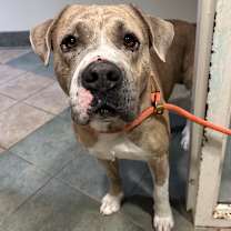 Thumbnail photo of Krampus #2