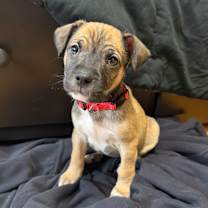 Thumbnail photo of Graham (Sweet Treats Litter) #1