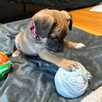 Thumbnail photo of Graham (Sweet Treats Litter) #3