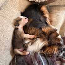 Thumbnail photo of S'mores (Sweet Treats Litter) #3