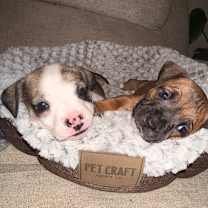 Thumbnail photo of S'mores (Sweet Treats Litter) #4